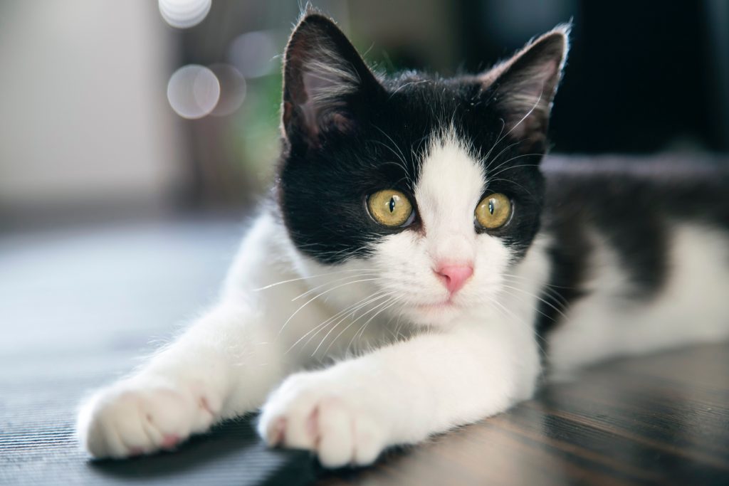Por que os olhos dos gatos brilham no escuro? 