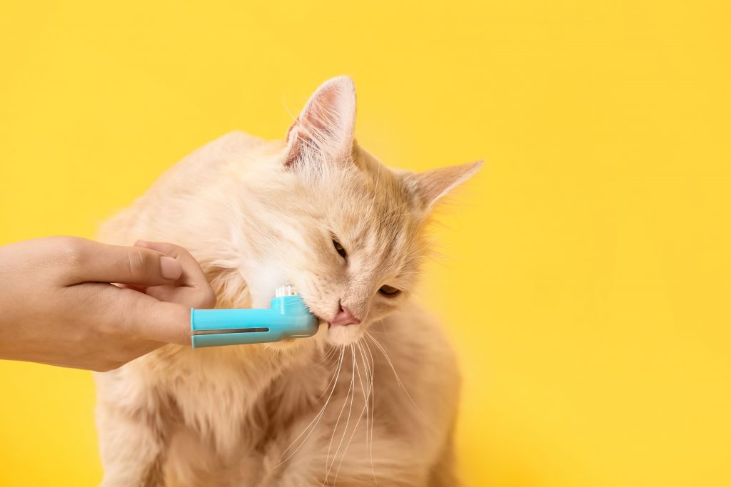 Escovando dentes de gato para evitar tártaro
