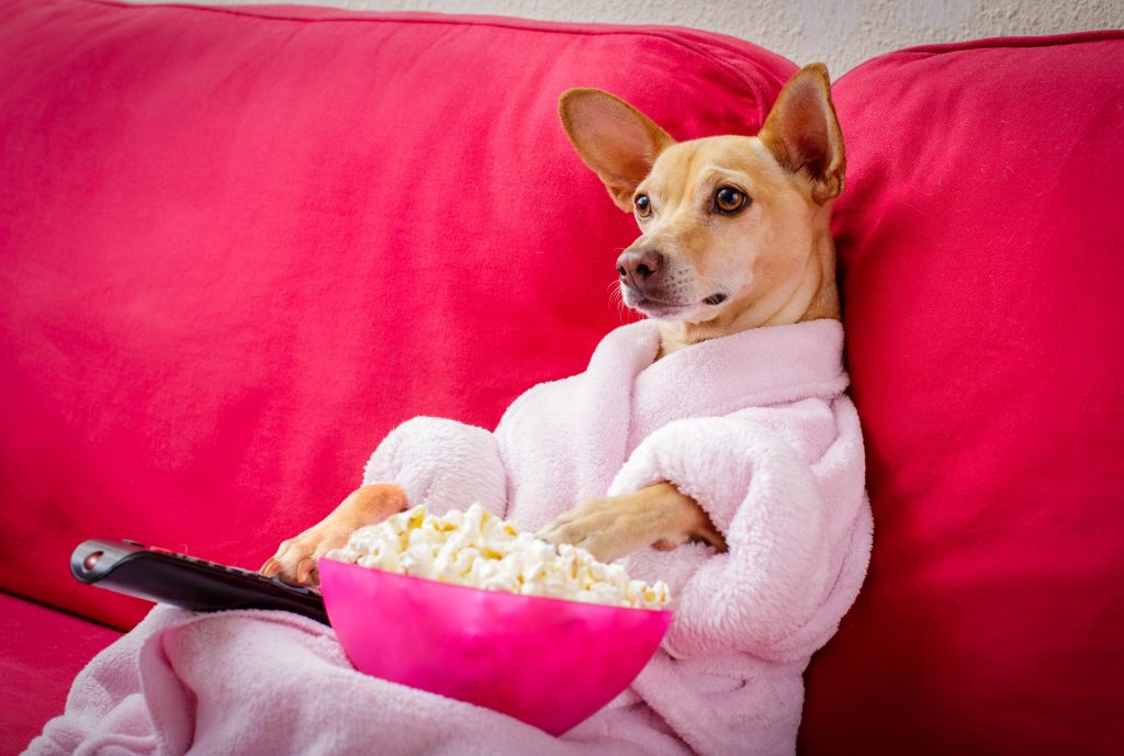 Cachorro assistindo televisão