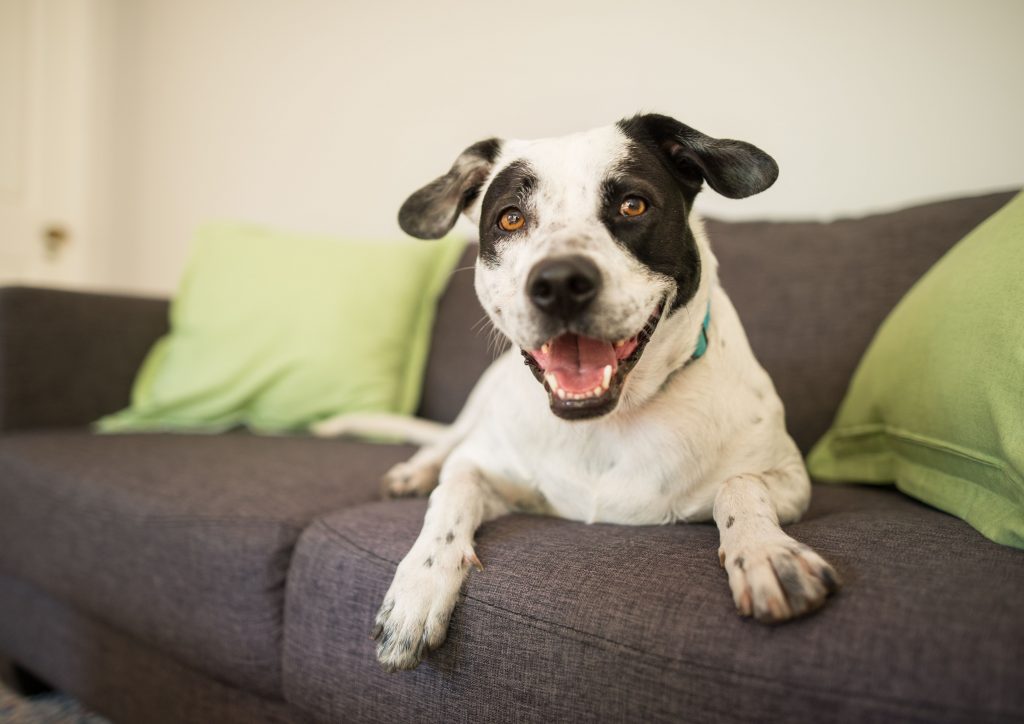 Cachorro deitado no sofá