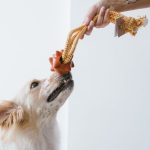 Brinquedo de corda para cães da Petiko