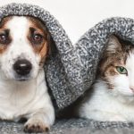 Pets com cobertor para se esquentar no inverno