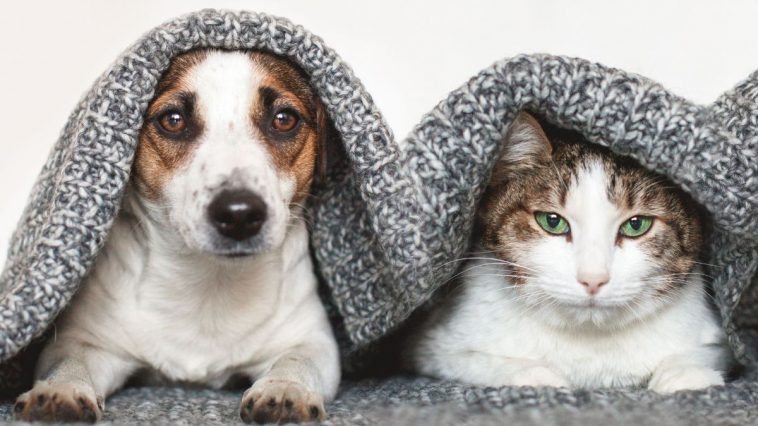 Pets com cobertor para se esquentar no inverno