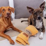 Cães com Manta Fleece, da Petiko, da ação Solidariedade que Aquece