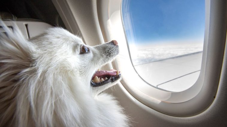 Pet olhando pela janela enquanto viaja de avião