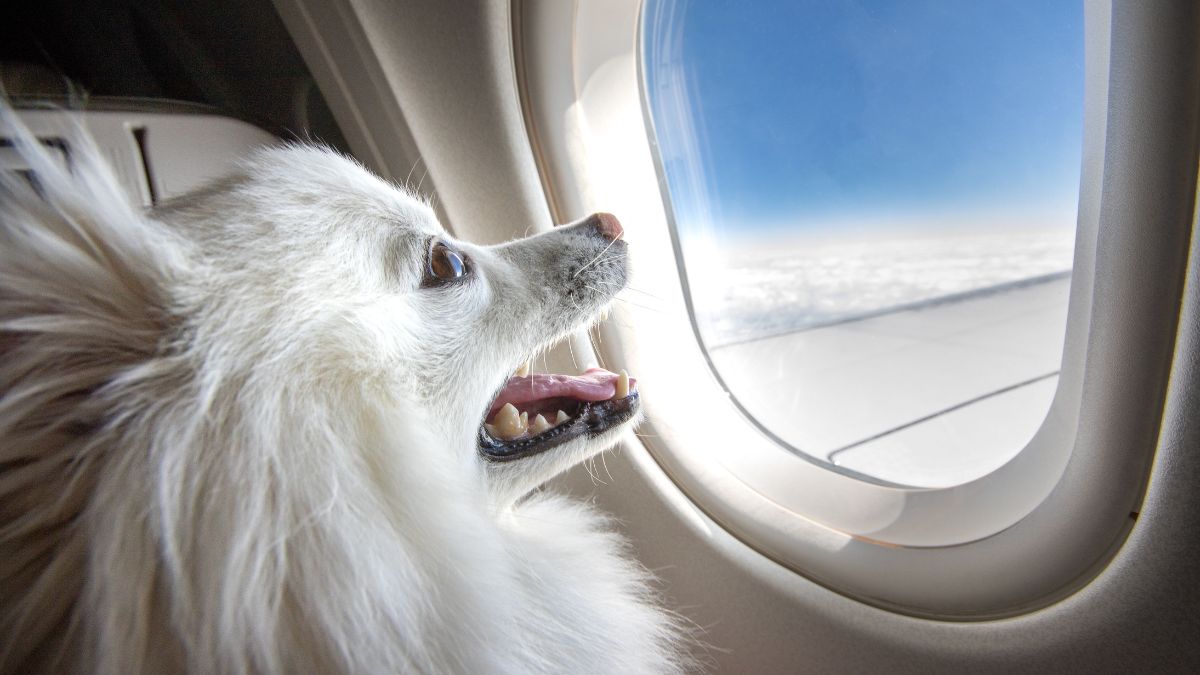 Saiba como viajar de avião com seu pet para outros países