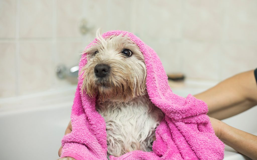 Cachorro sendo secado com toalha depois do banho