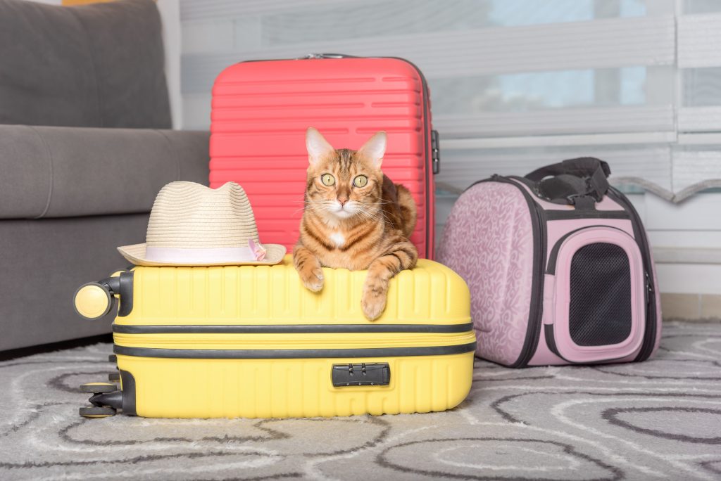 Gato com malas de viagem e caixa de transporte