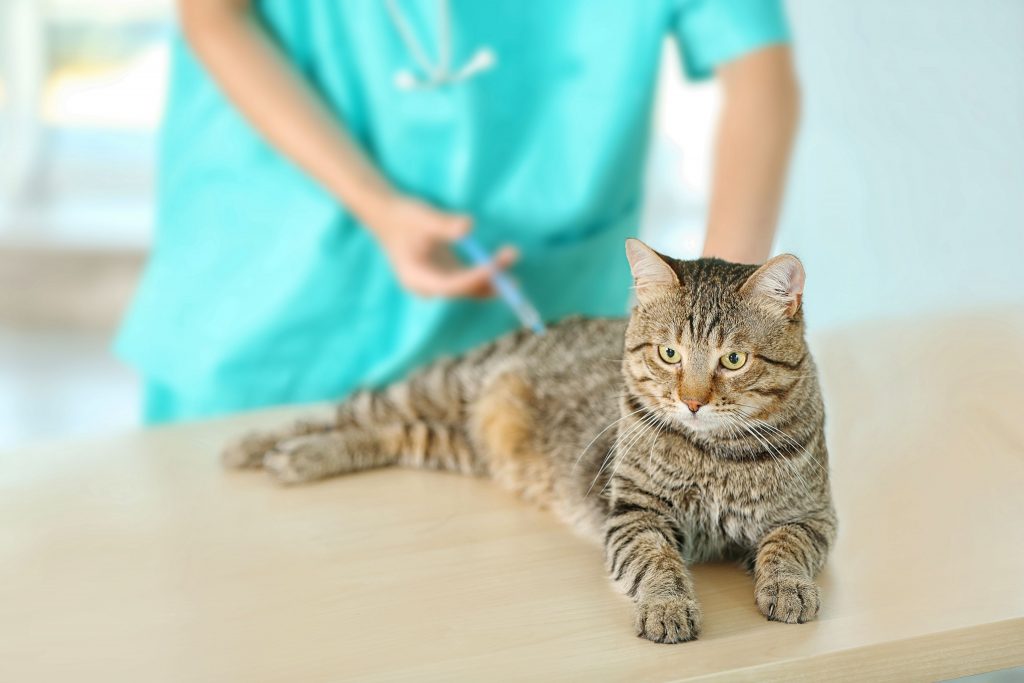 Médico veterinário aplicando vacina em gato