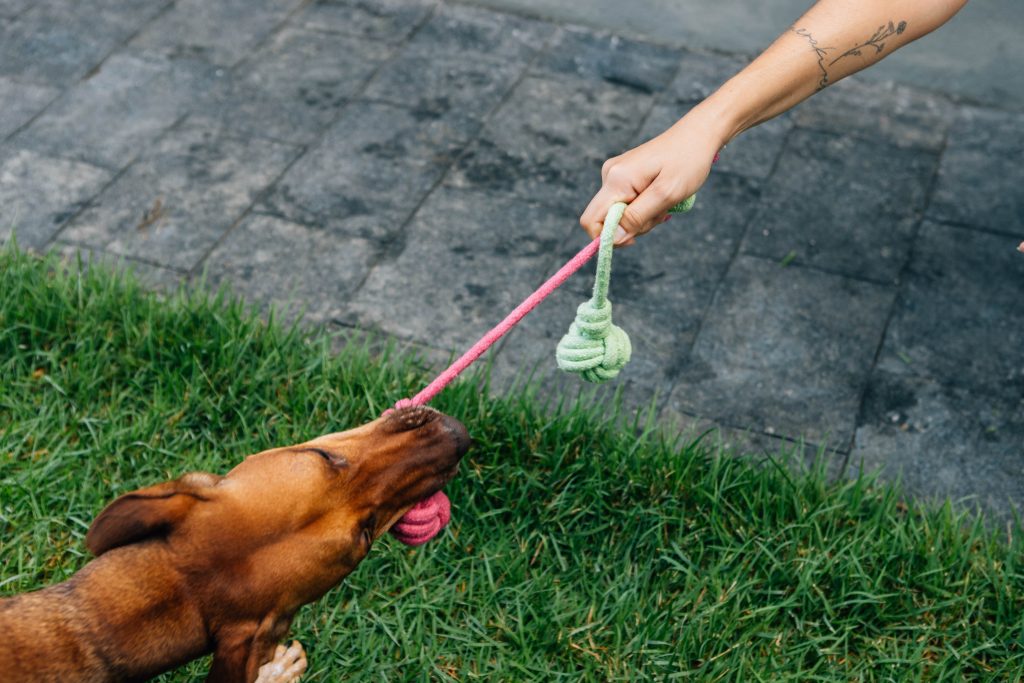 Brinquedo de corda para cães da Petiko