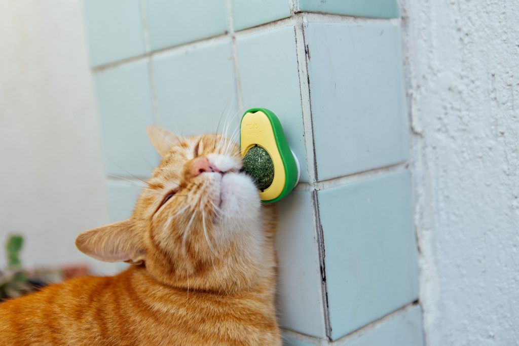 Brinquedo Abacate com Catnip enviado no BOX.Petiko de festa junina para gatos