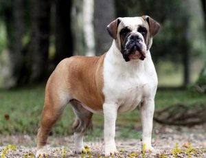 Raças brasileiras de cães: Buldogue Campeiro