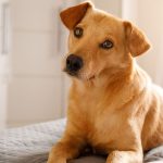 Raças brasileiras de cães: vira-lata caramelo