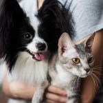 Cachorro e gato no colo de tutor