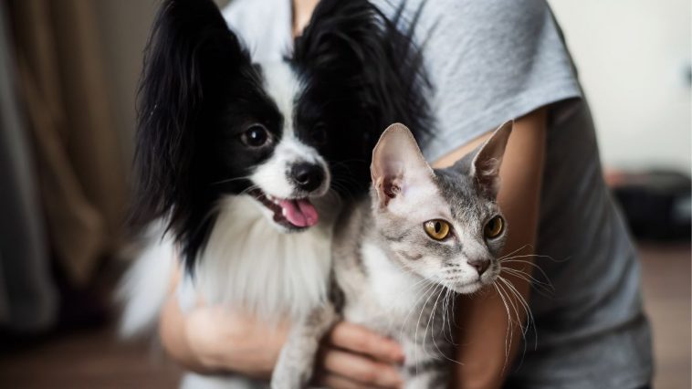 Cachorro e gato no colo de tutor