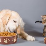 Cachorro e gato comendo ração