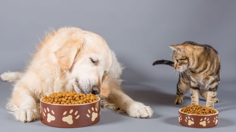 Cachorro e gato comendo ração