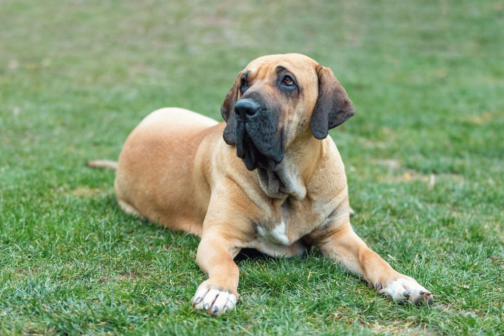 Raças brasileiras de cães: Fila Brasileiro