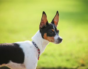 Raças brasileiras de cães: Terrier Brasileiro (Fox Paulistinha)