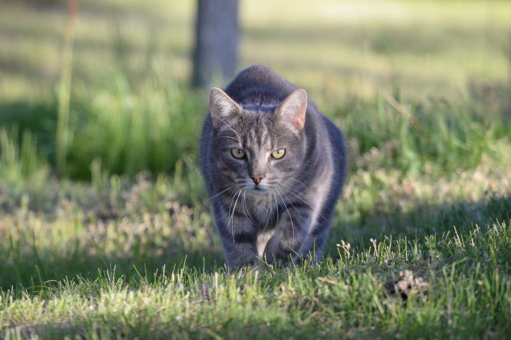 Gato cinza caçando na grama