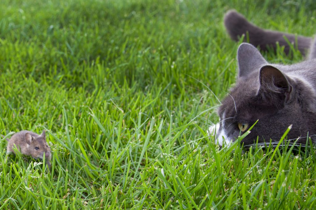 Gato olhando para rato na grama