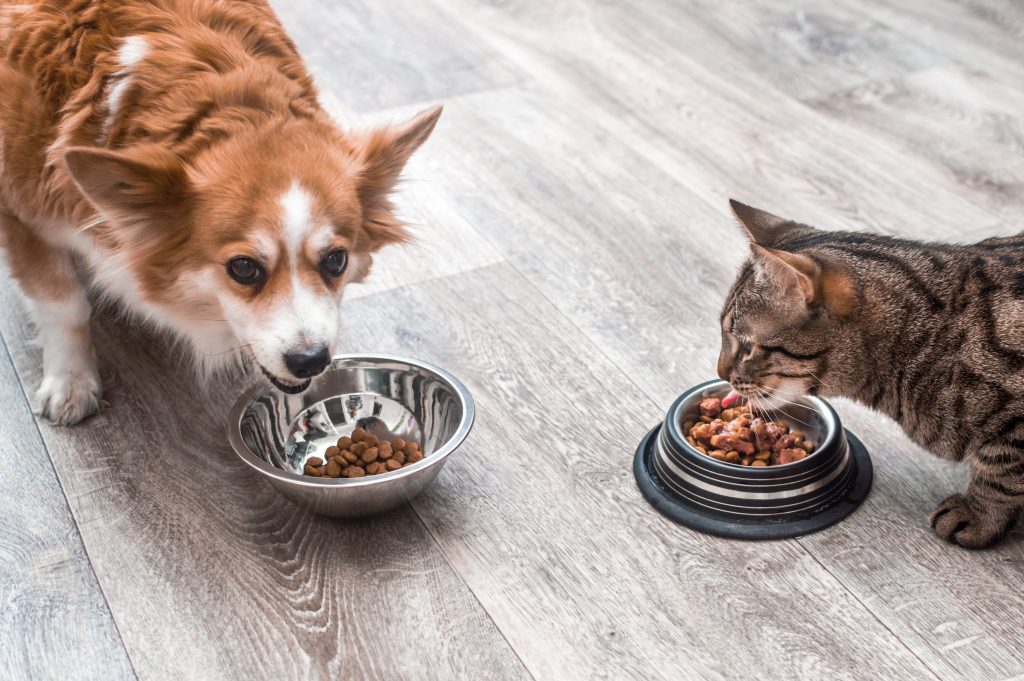 Cachorro e gato comendo ração