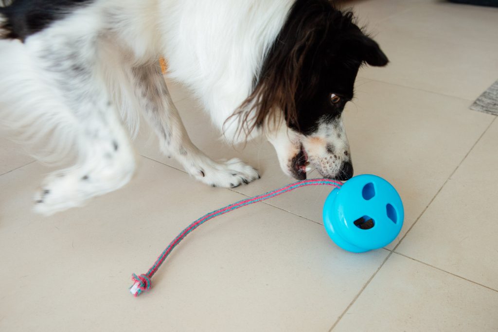 Brinquedo Ioiô Surpresa enviado no BOX.Petiko para cães