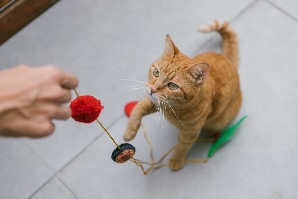 Gato brincando com brinquedo da Petiko