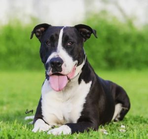 Raças brasileiras de cães: Dogue Brasileiro