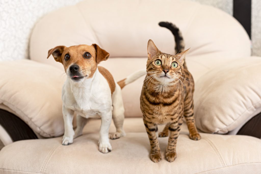 Gato e cachorro em cima do sofá