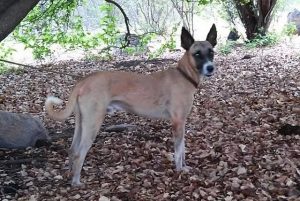 Raças brasileiras de cães: Boca-Preta Sertanejo