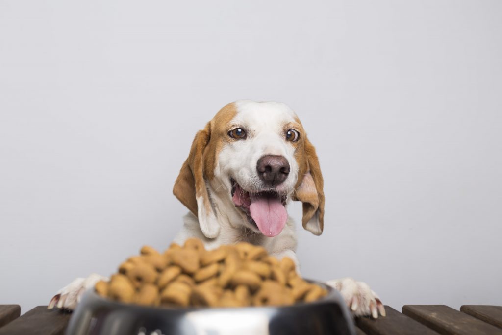 Cachorro olhando para ração