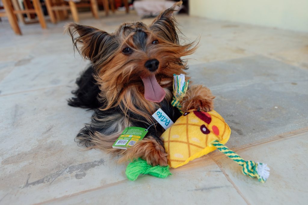 Cachorro com brinquedo de pelúcia enviado na edição "Feira" do BOX.Petiko