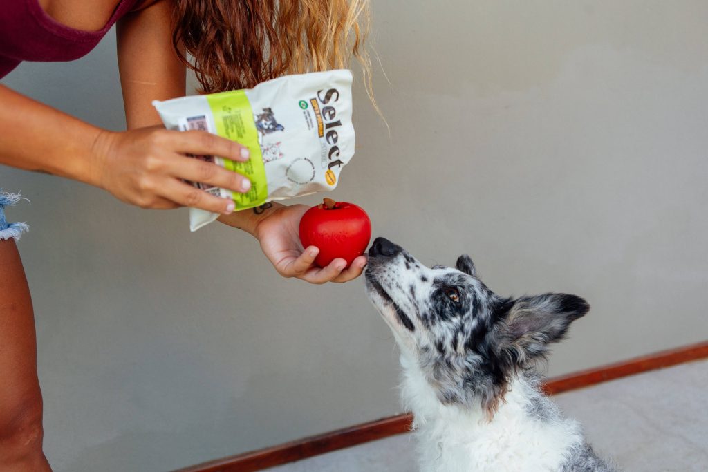 Cachorro com brinquedo da edição "Feira" do BOX.Petiko