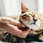Gato recebendo carinho