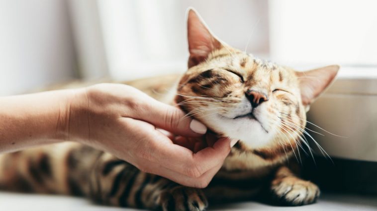 Gato recebendo carinho