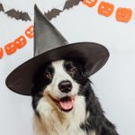 Cachorro fantasiado para o Halloween