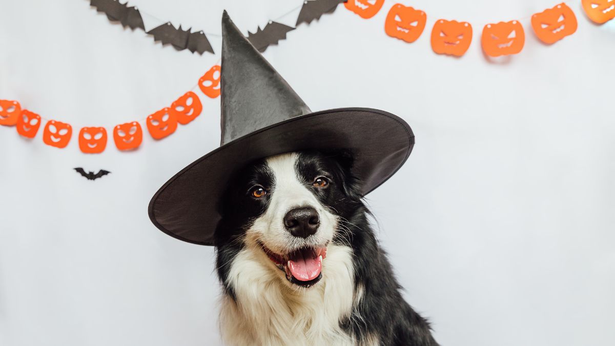 3 receitas temáticas de Halloween para o seu pet