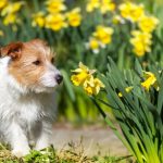 Cachorro cheirando flor