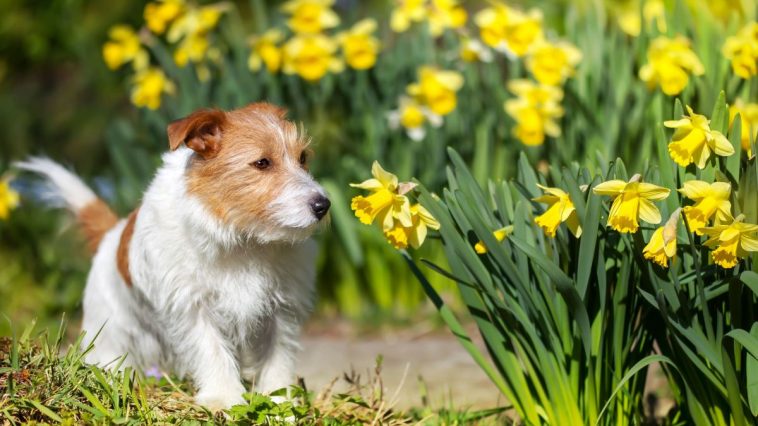 Cachorro cheirando flor