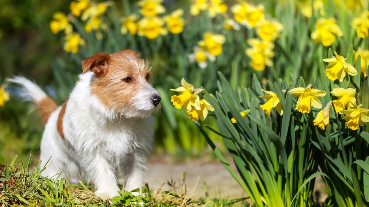Primavera: conheça plantas e flores tóxicas para os pets