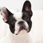 Cachorro buldogue francês