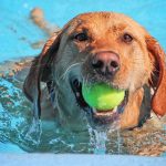 Cachorro em dia de calor na piscina com bolinha na boca