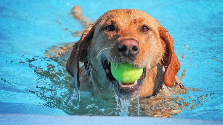 Cachorro em dia de calor na piscina com bolinha na boca