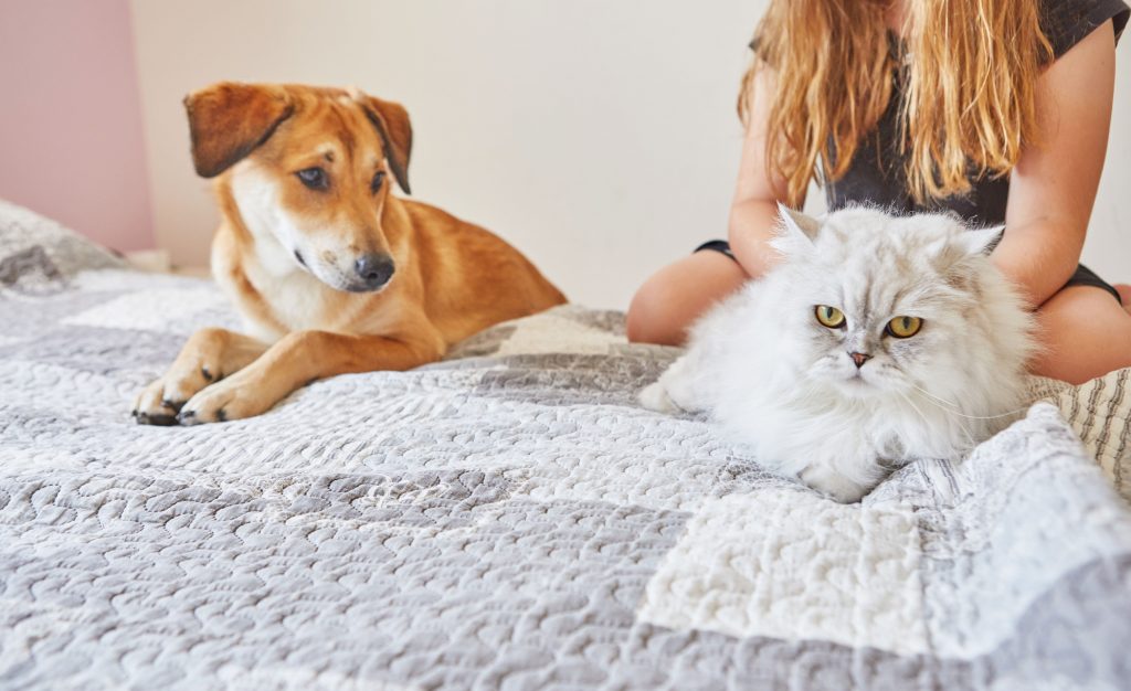 Cachorro, gato e tutora deitados na cama