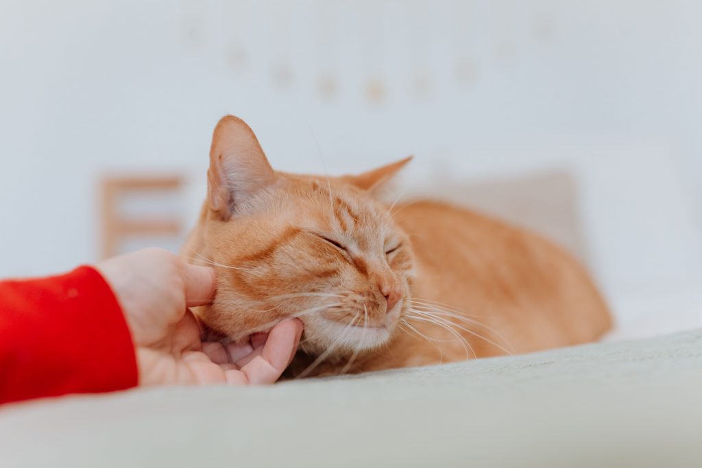 Gato amarelo recebendo carinho 