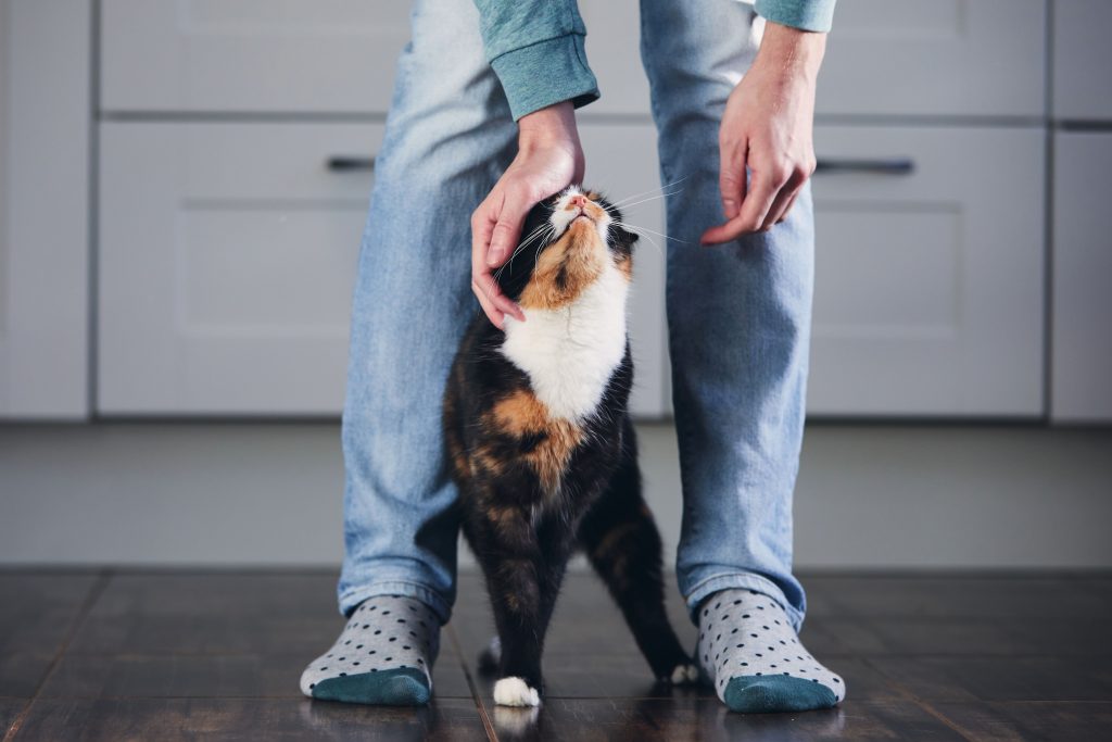 Gato tricolor recebendo carinho de tutor