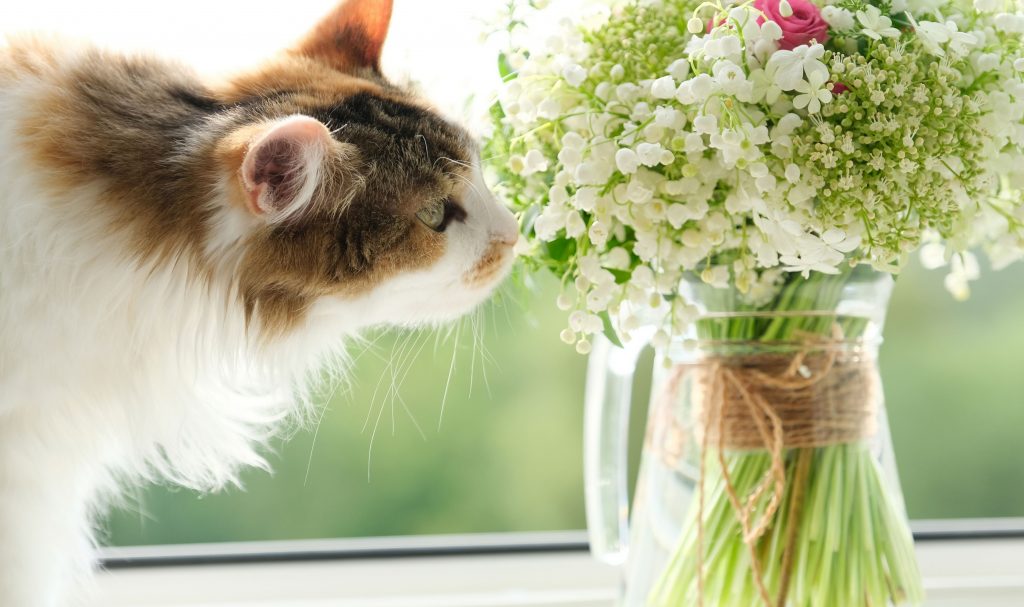 Gato cheirando flor