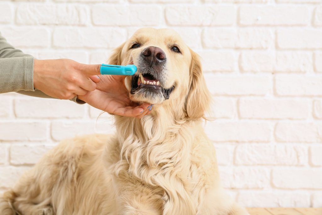Tutor escovando os dentes de cachorro