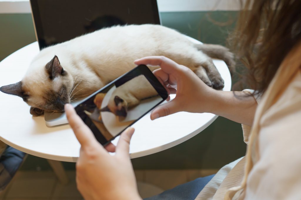 Tutora tirando foto de gato dormindo